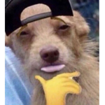 Hot Doge Team