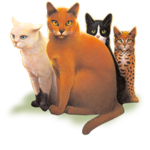Thunder Clan Warrior Cats Group
