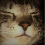 WolfCat Offical group