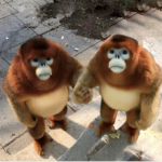 Dollqsvp