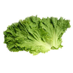 Praise Lettuce