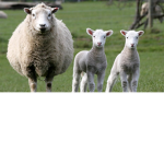 Epic Lambs