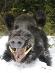 crazy wild boars