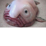 blobfish bois