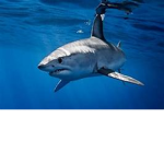 save the endangerd animals and save the shark