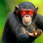 UNITED MONKEYS!