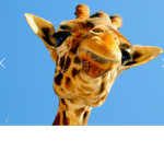 Giraffe<3