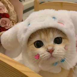 ฅ