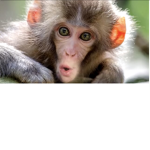 ###monkeys go oooooo