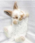 Bunnies :O