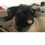 Daisy the PUGGGG