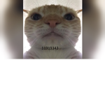 EpicCats