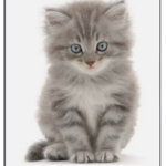 Animal group Cute dogs and cats