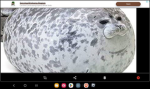 Seal hangout club