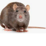 Rat gangsters gang