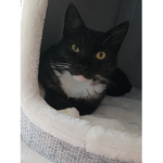 Freddy the Cat