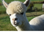 Layla Llamas