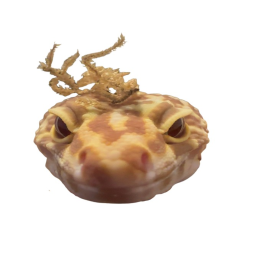 gecko gamg gamg