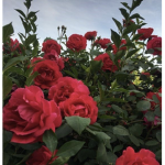 Yumi’s roses