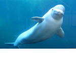 Team Whale'