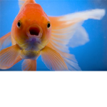 Fishy Flop Group