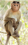 Find the monkey