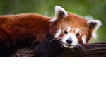 RED PAM