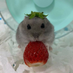 ʚ crumchi ɞ