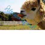 ummmmmm i like alpacas