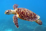 Swim turtle group