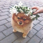pomeranian