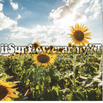 iiSunflowerarmyYT