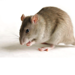 Team Rats <3