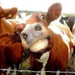 Cows Fam :)