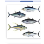 Tuna girls