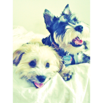 th dog squad