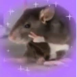 Anxiety Rats