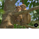 When the monke is sus