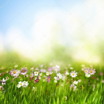 Dreamy Meadow