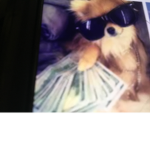 Dogs be rich