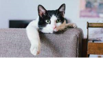 Purrfection Studios