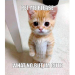 KAWAII KITTYS!!