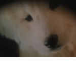 ~Doggo Fans/Frens~