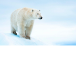 Quill white bear