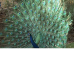 Peacock club