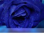 Blue_pearl