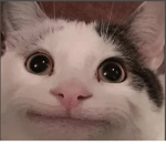 Giga cat cult