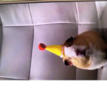 GUNEA PIGGS