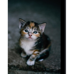 Cat army cat army