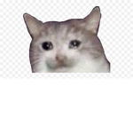 crying catz